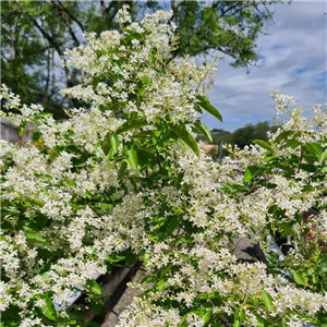 Ligustrum Sinense 'Multiflorum'